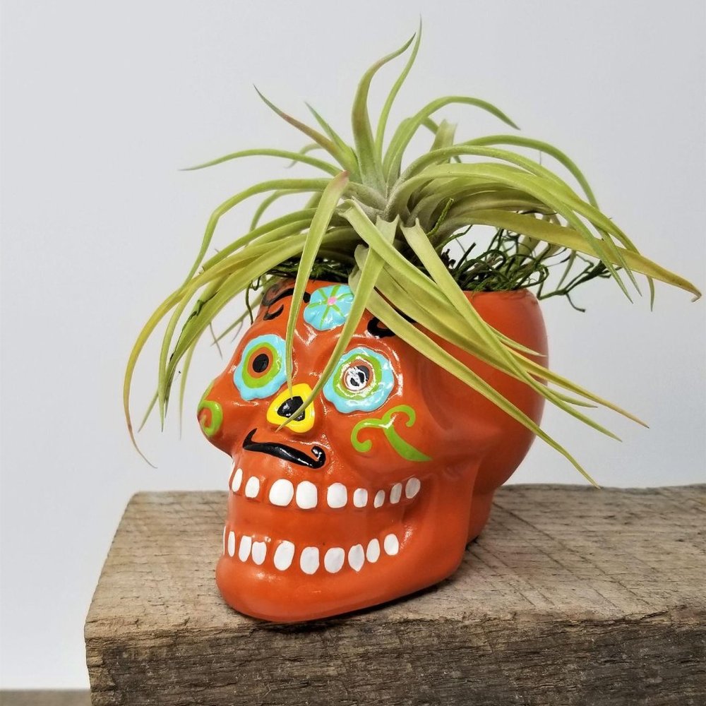 Skull Day of the Dead Home Grown Air Plant